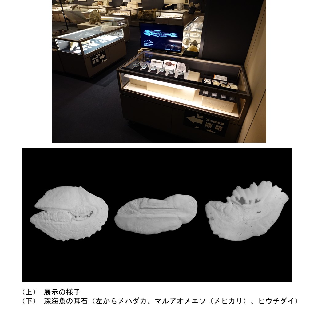 耳の標本展画像配置