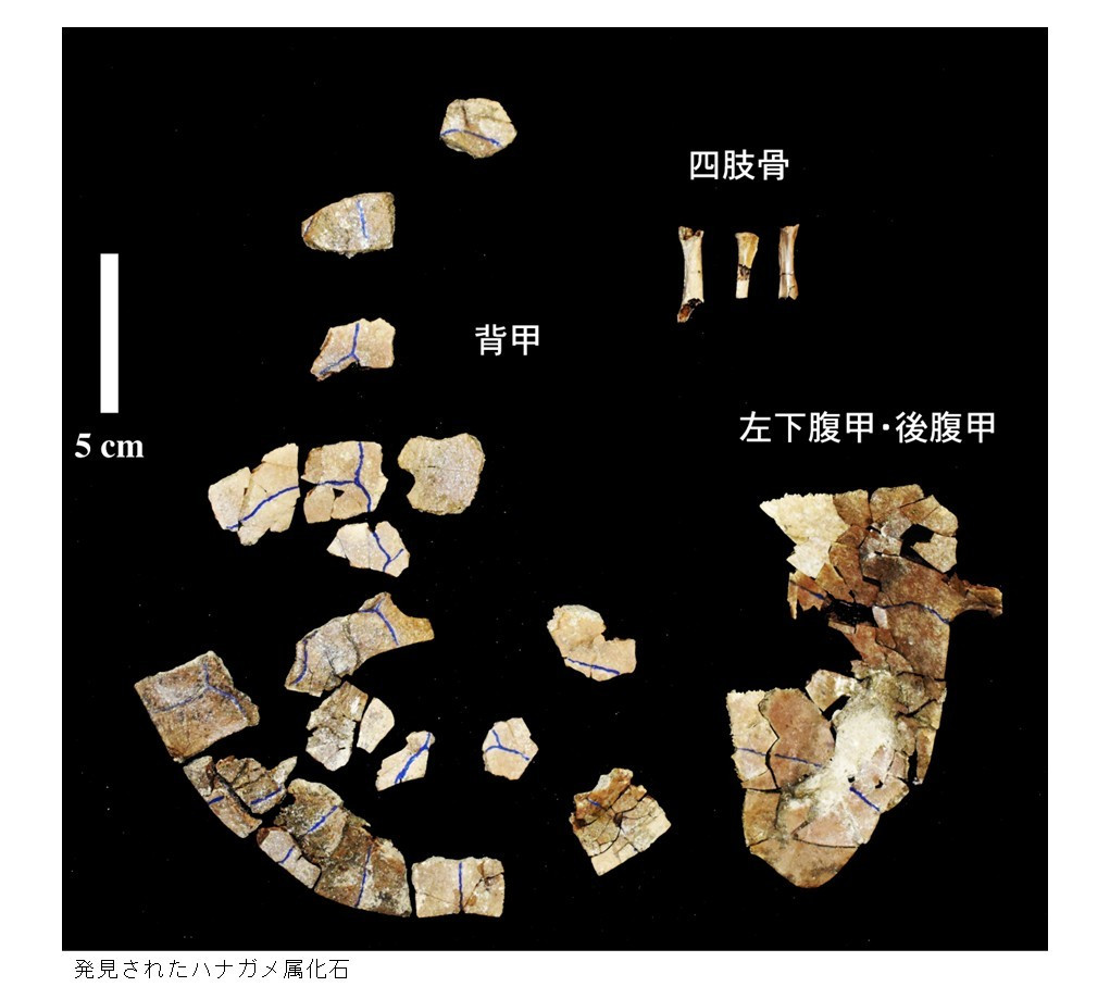 「発見！空白時代のハナガメ属化石」画像配置