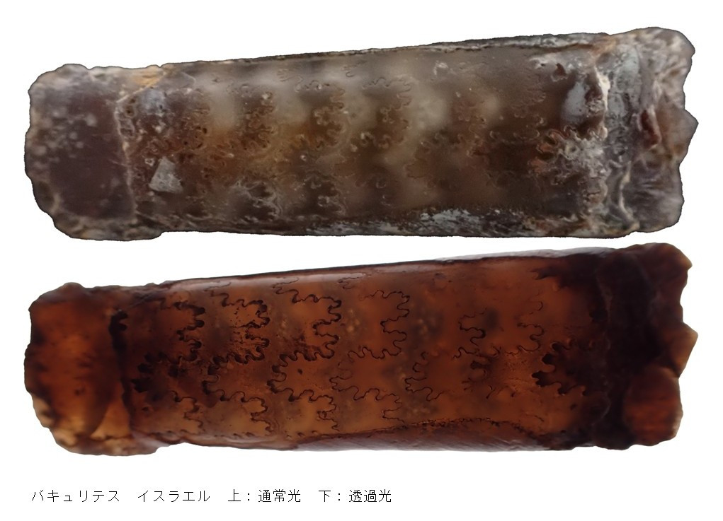ポイント展「紛争地域の化石たち」
