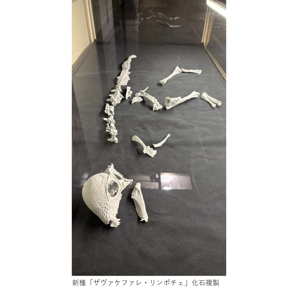 【HP用】ザヴァケファレ・リンポチェ化石複製写真_福島県立博物館