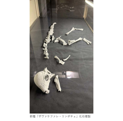 【HP用】ザヴァケファレ・リンポチェ化石複製写真_福島県立博物館