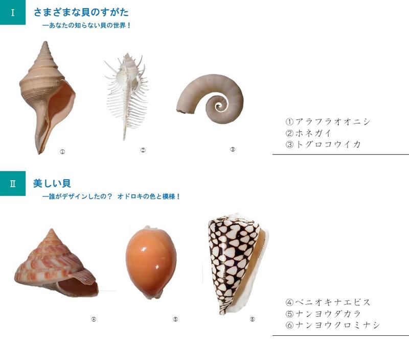 貝殻パラダイス！ - 福島県立博物館 Fukushima Museum
